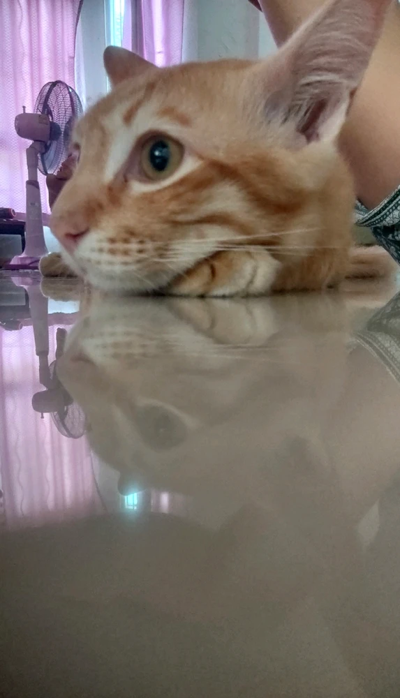 GIF uploaded by Jellyfish