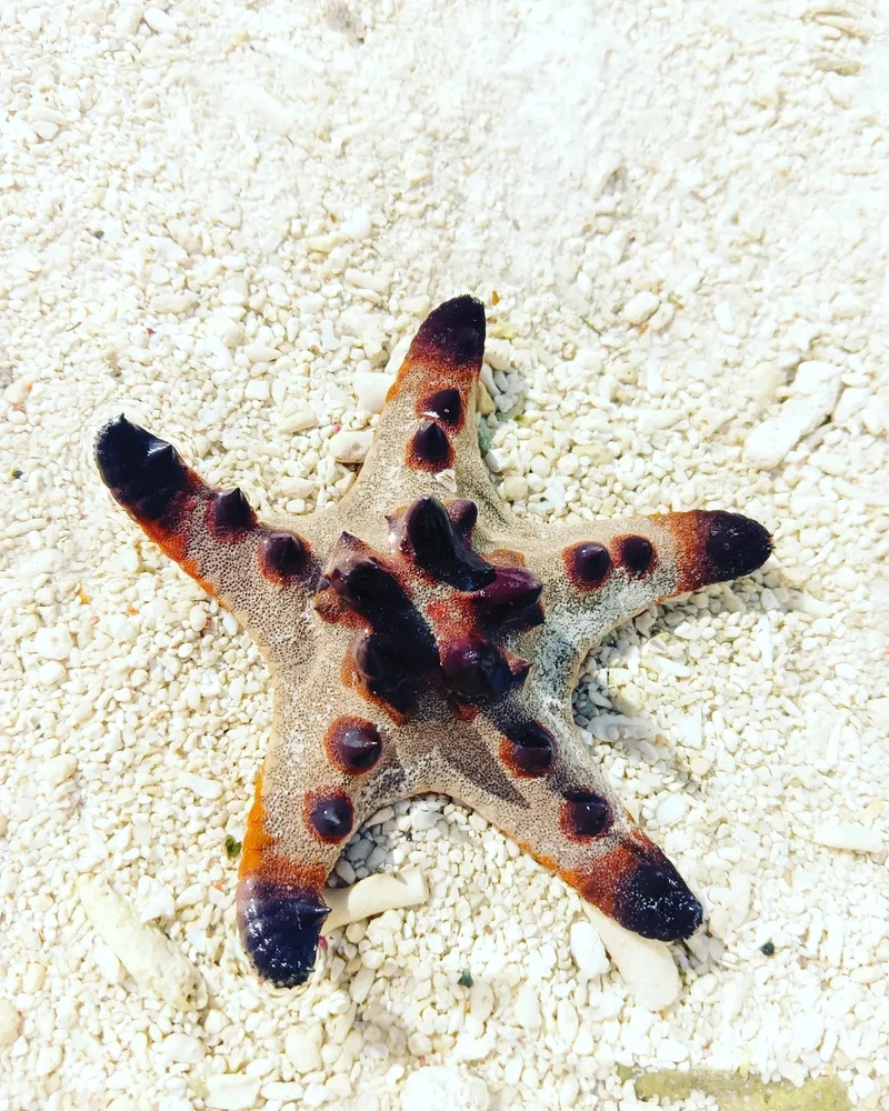 Image uploaded by Sarah