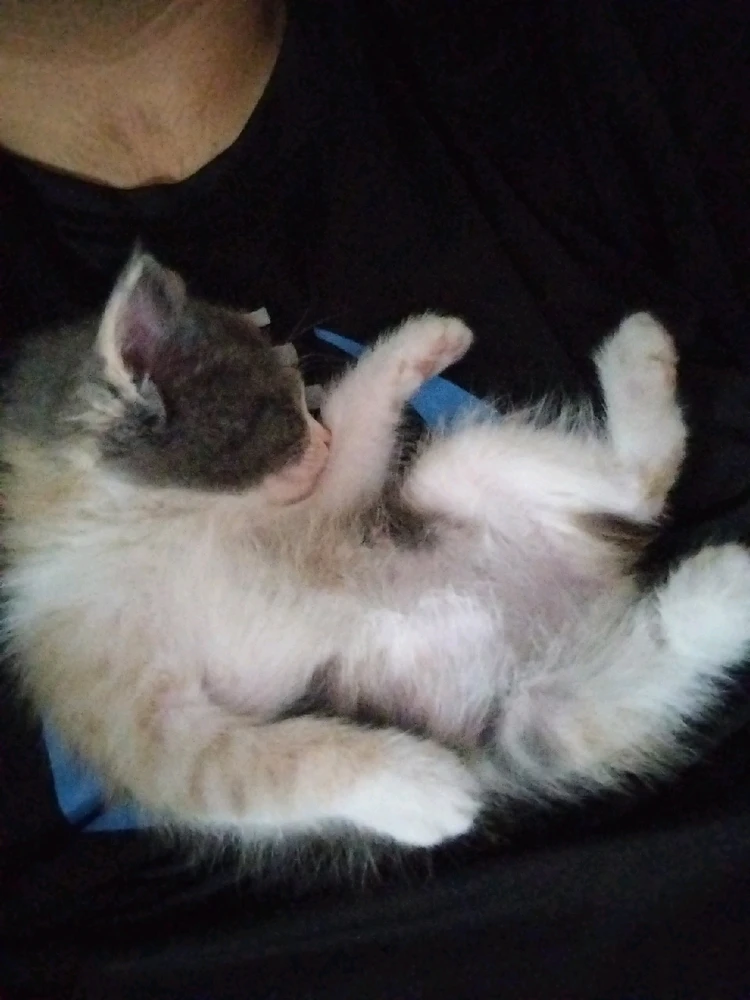 GIF subido por Cristopher