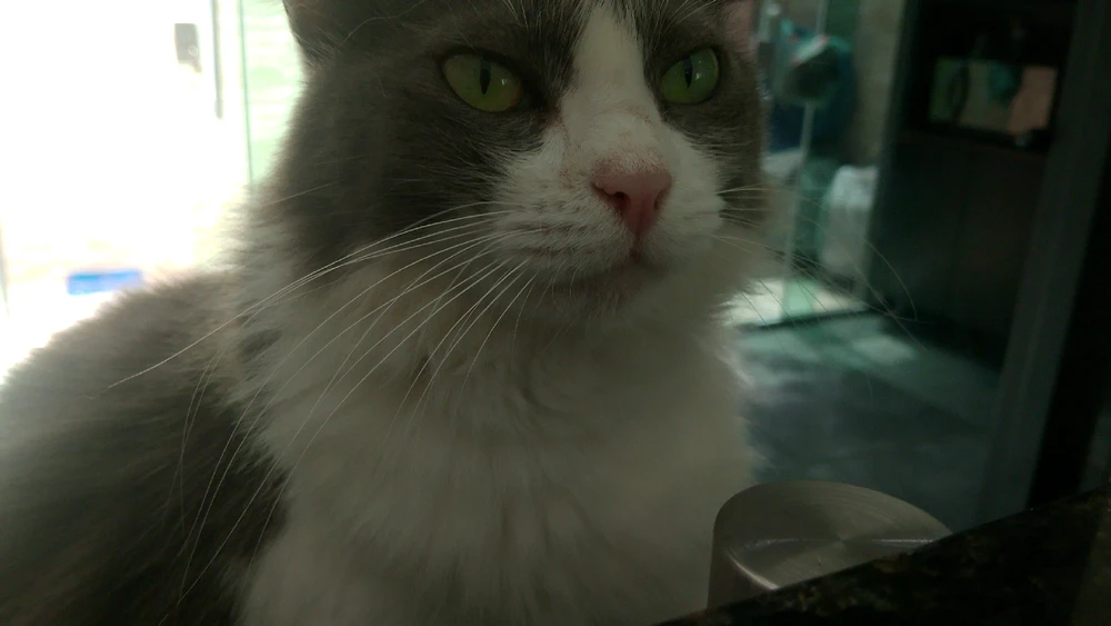 Image uploaded by Gabriel Maynart