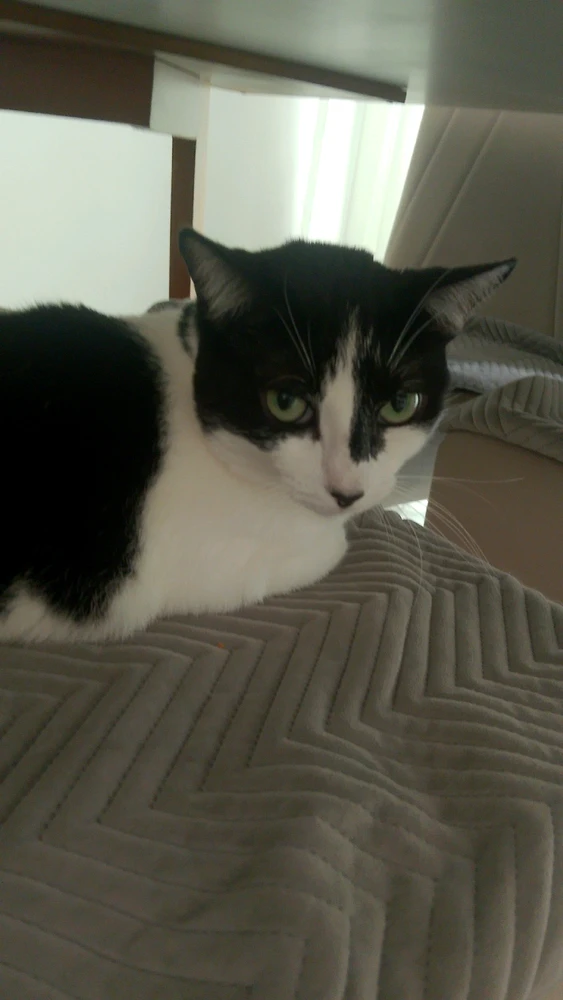 Image uploaded by Gabriel Maynart