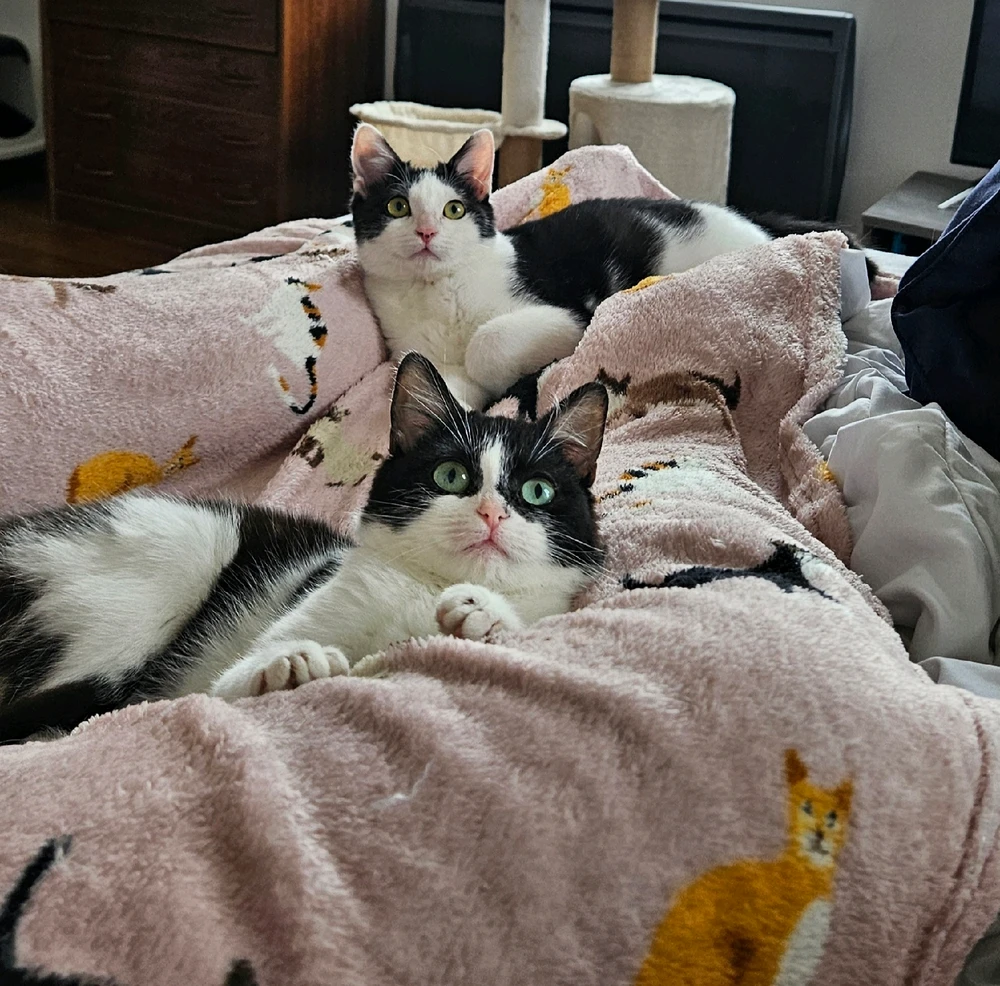 Image ajoutée par Alba-Luna