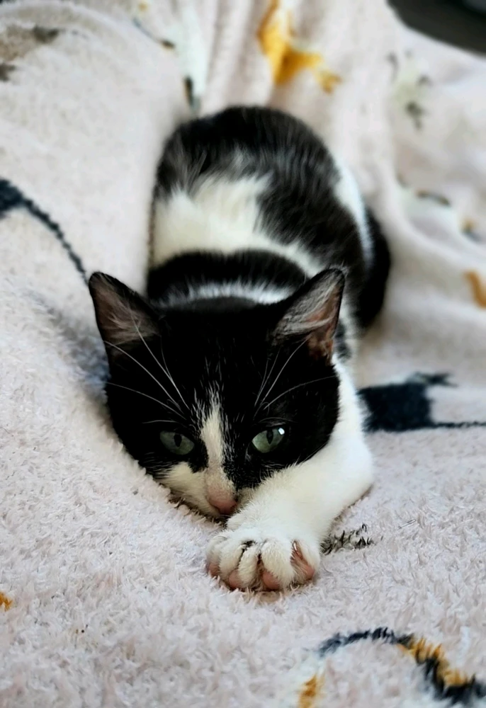 Image ajoutée par Alba-Luna