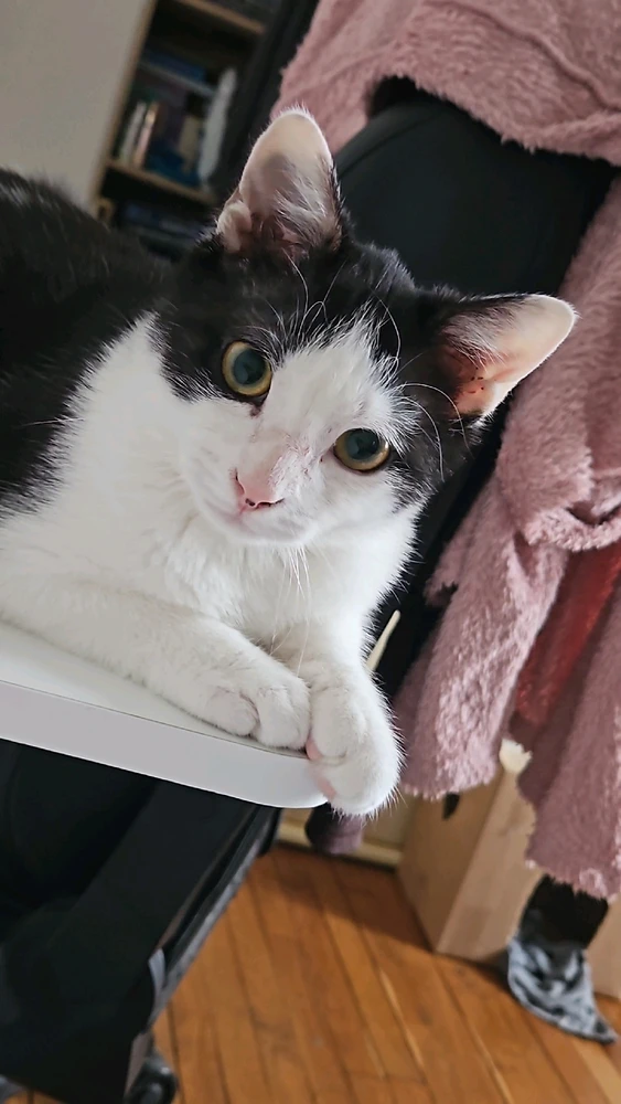 Image ajoutée par Alba-Luna