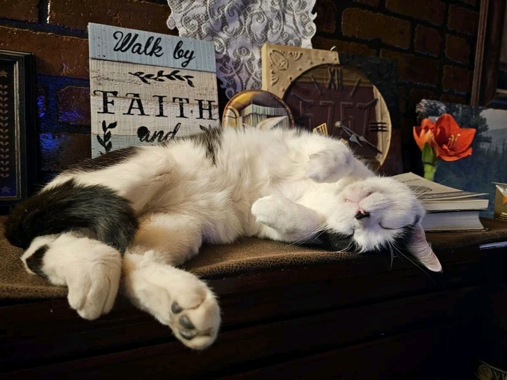 We call him Patches ❤️