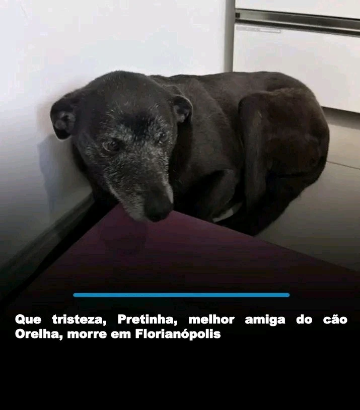 GIF uploaded by Bruno Tadeu Reis Matos