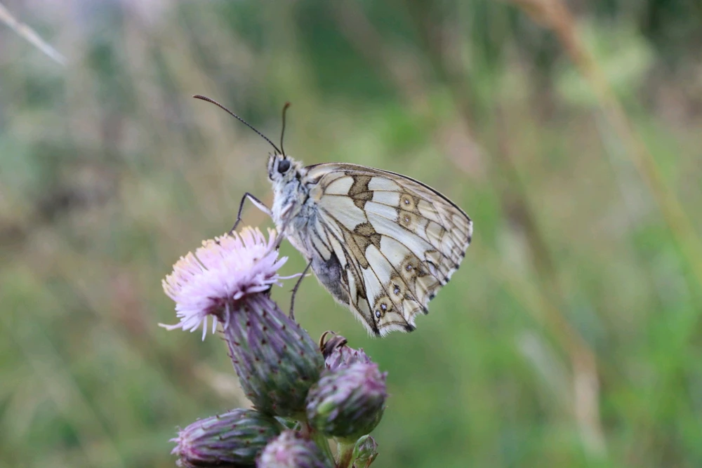GIF ajouté par Isabelle