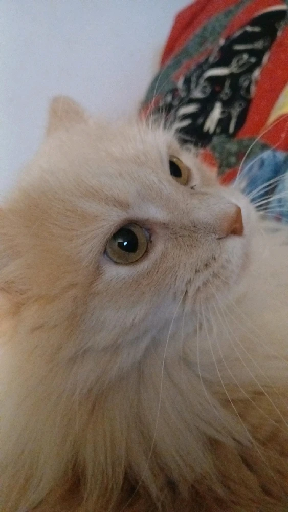 Image uploaded by Sean