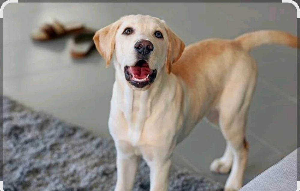 GIF uploaded by Simmy