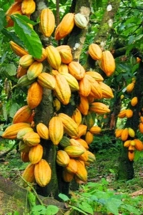 Image uploaded by 𝓢𝓮𝓻𝓮𝓷 • 𝓢𝓮𝓻𝓮𝓷𝓭𝓲𝓹𝓲𝓽𝔂