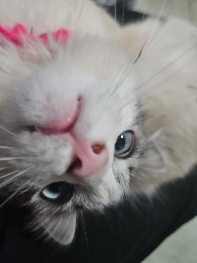 Imagem enviada por Iago