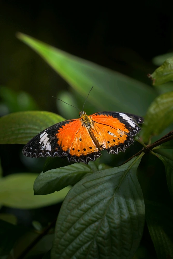 GIF uploaded by Hao Wen