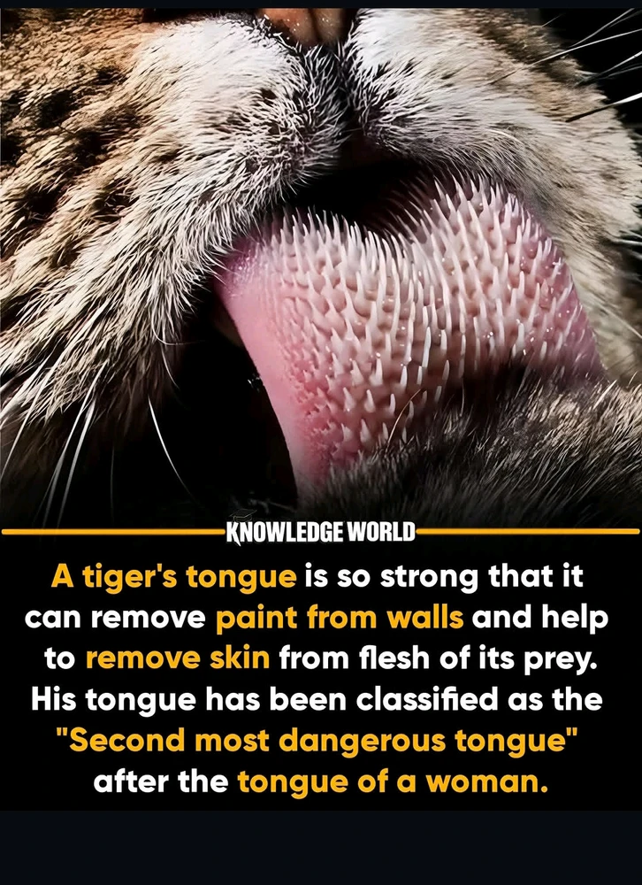 GIF uploaded by Sel-Bear