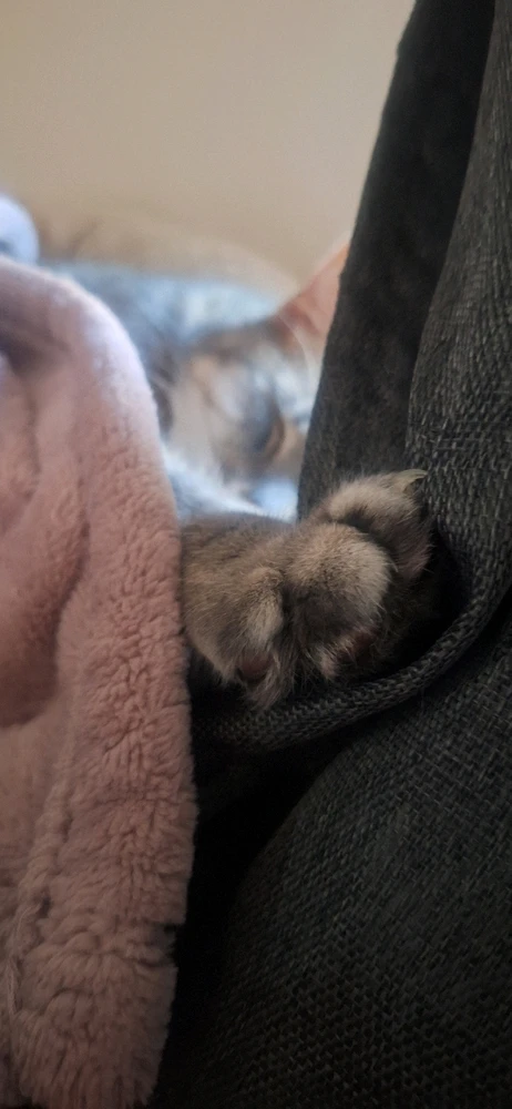 GIF uploaded by Collin