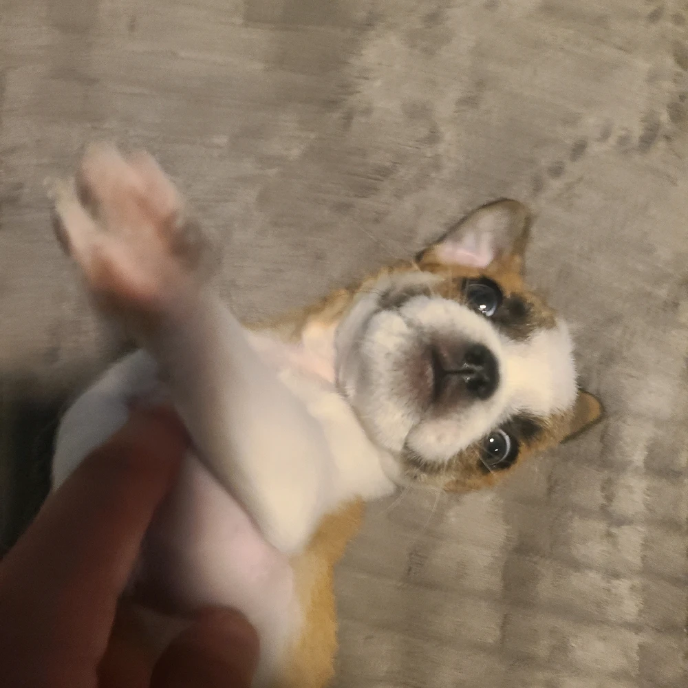 Image uploaded by Armando