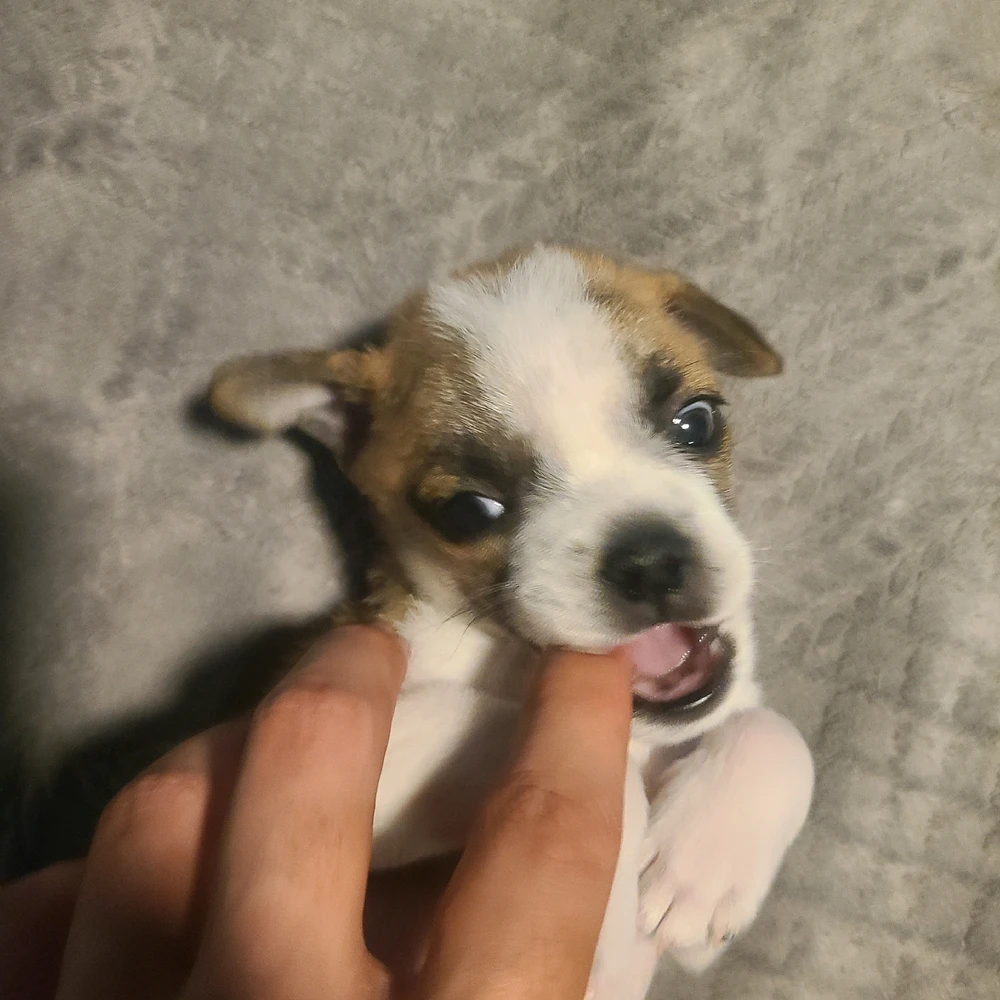 Image uploaded by Armando