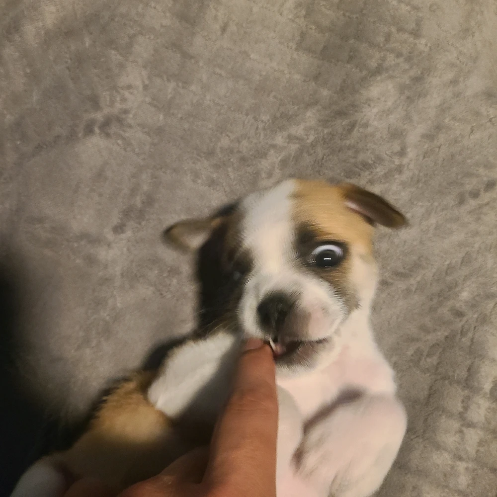 Image uploaded by Armando