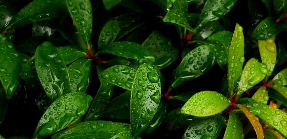 Image uploaded by Brendan