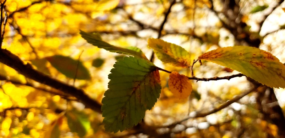 Image uploaded by Brendan