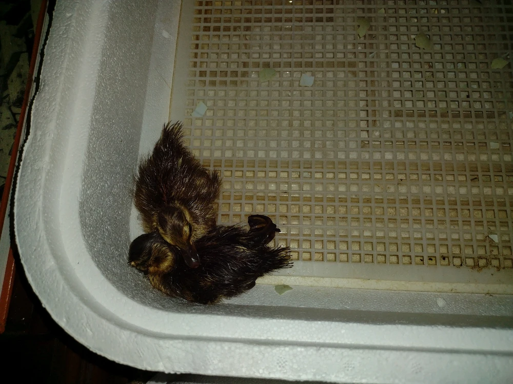 Gambar diunggah dening Eva