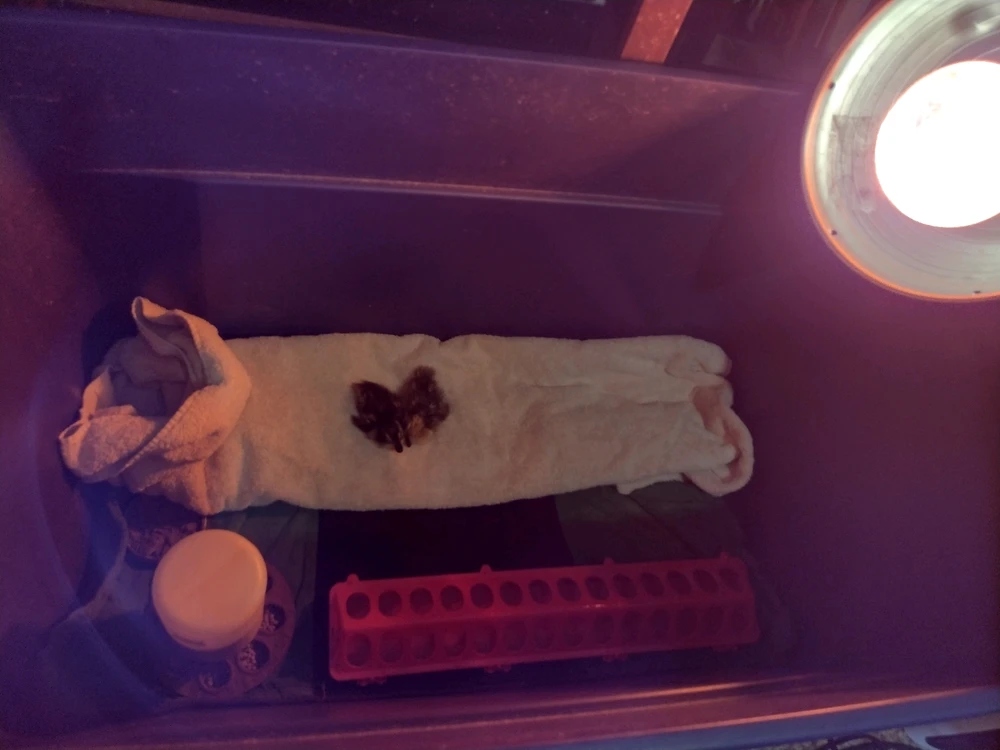 Gambar diunggah dening Eva