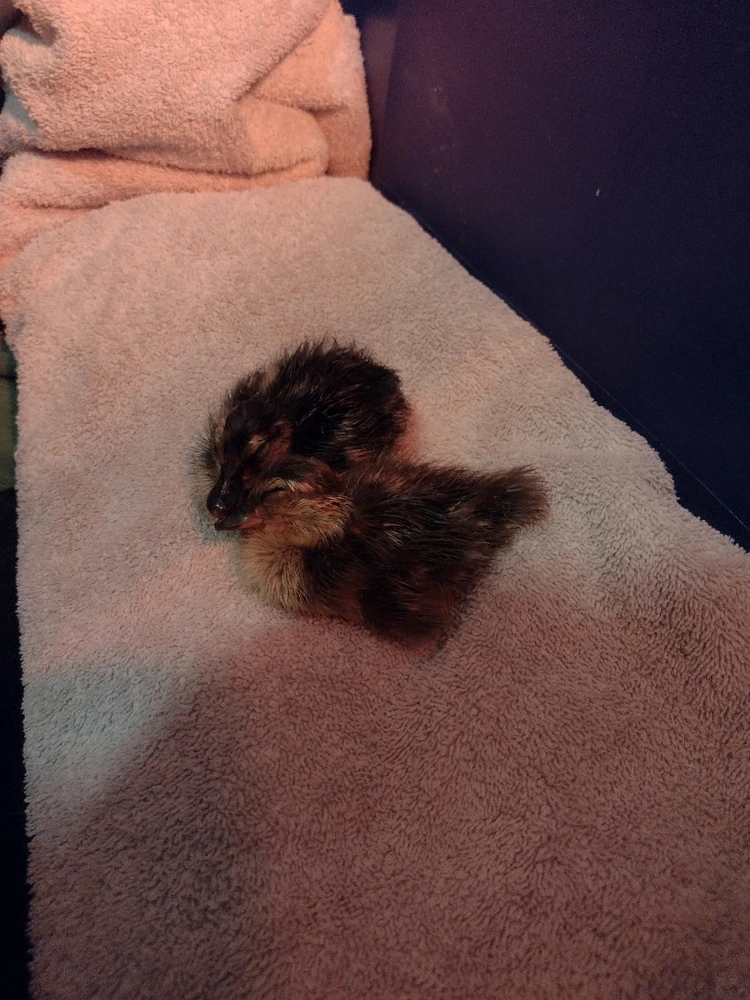 Gambar diunggah dening Eva