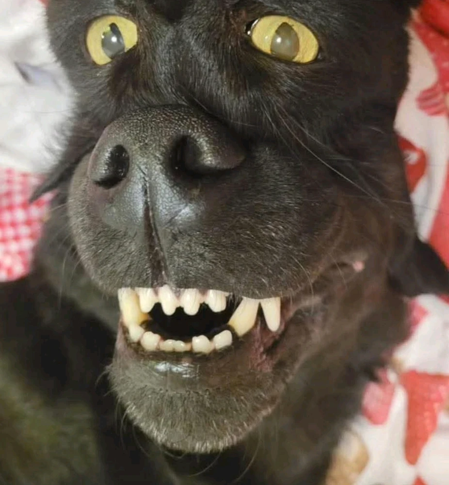 GIF dodany przez ᛊᚨᛚᚢᛏᛟᚱ ᛃᛖᛉᛖᛒᛖᛚ 𖤐