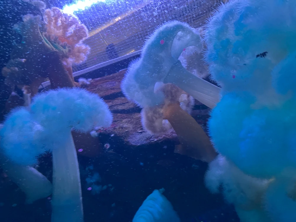 Image uploaded by Kori