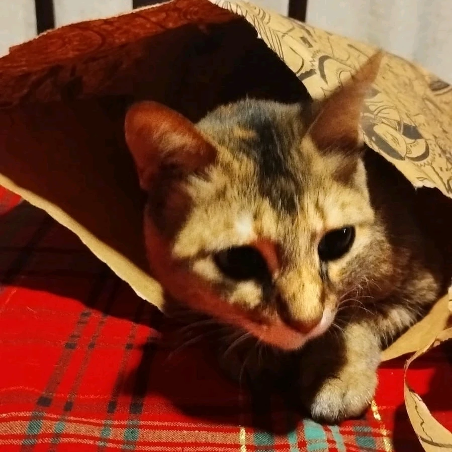 GIF uploaded by Elton