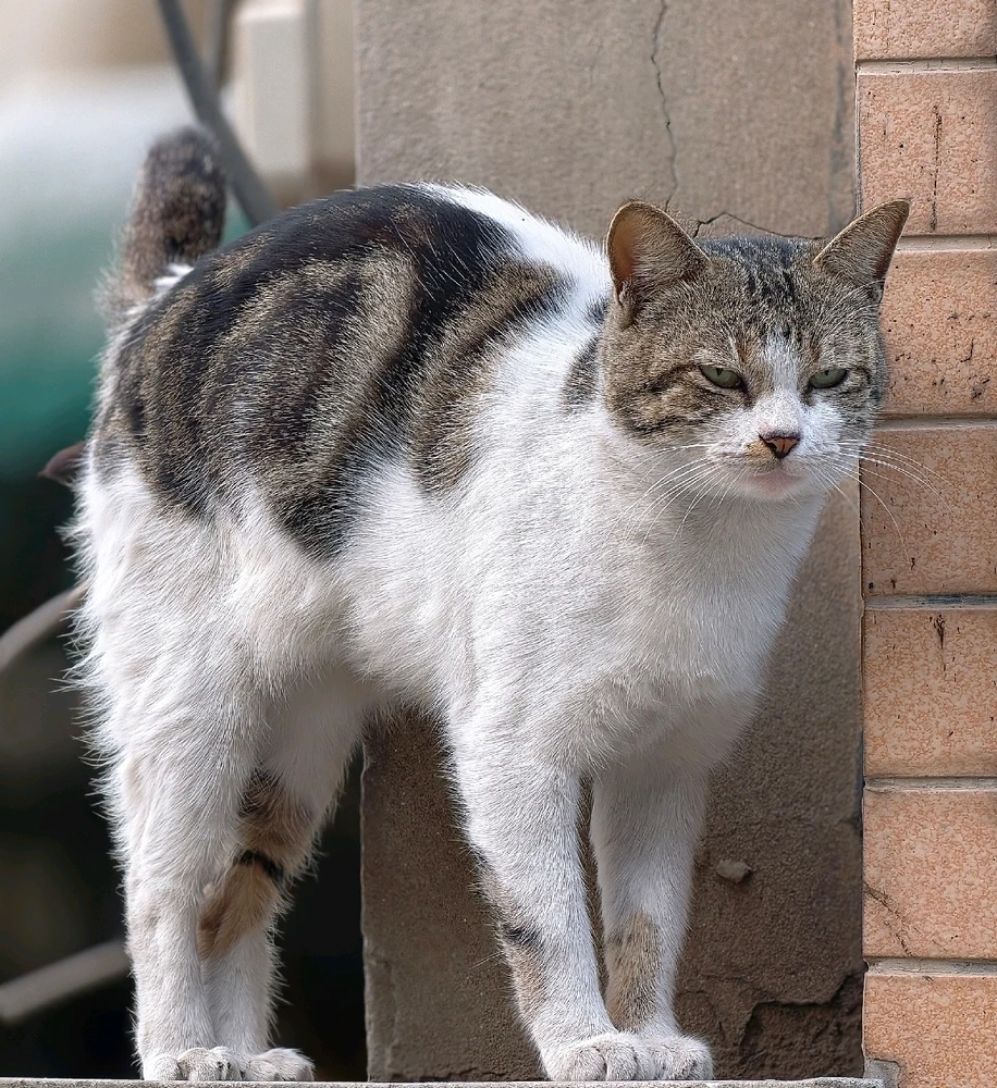 GIF uploaded by Waqas Akram