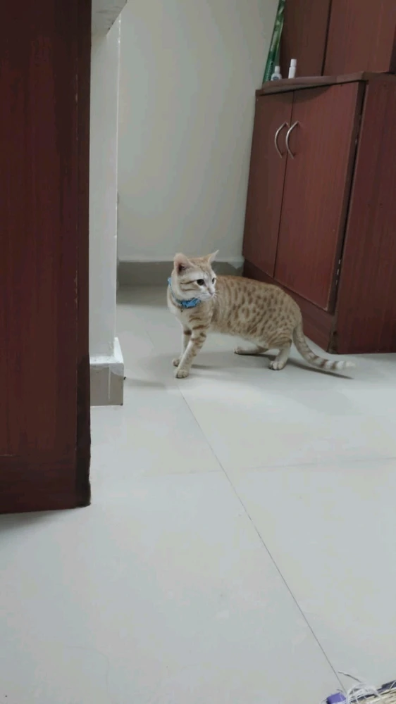 GIF uploaded by Christo