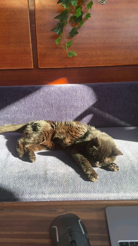 GIF uploaded by Esvlav