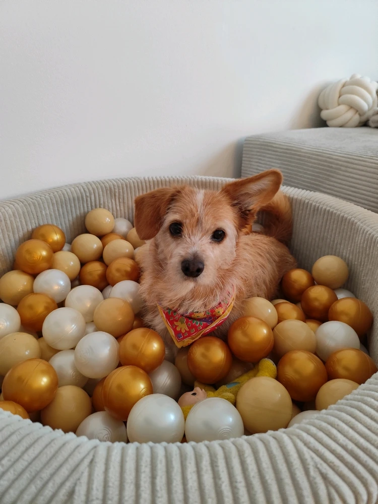 Lala in a ball pit.