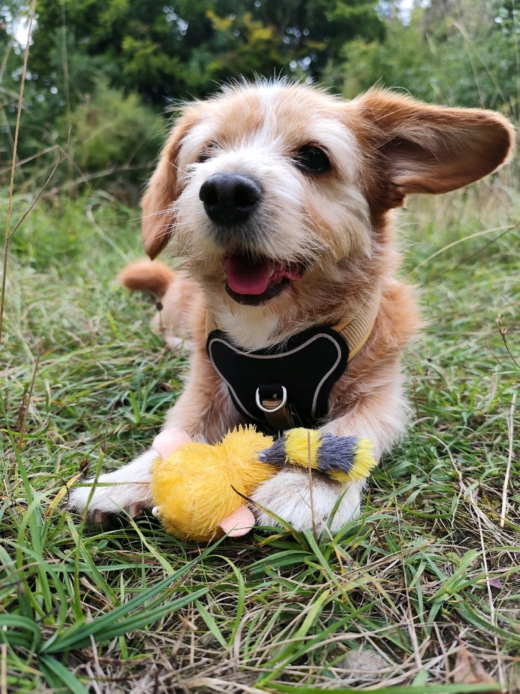 Lala outside, with a plushie.