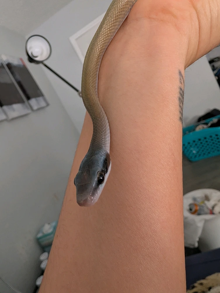 Image uploaded by Jordin