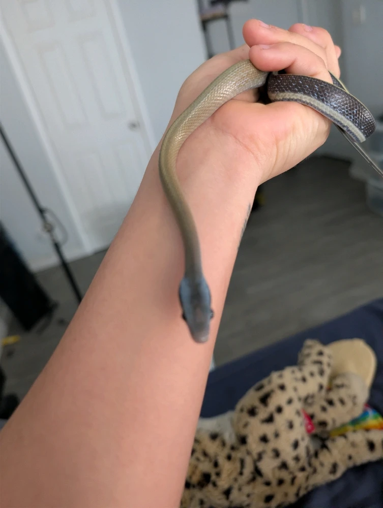 Image uploaded by Jordin