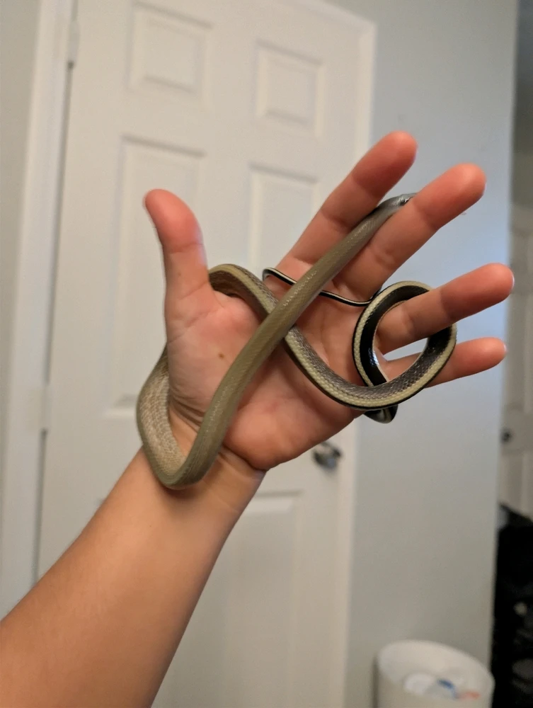 Image uploaded by Jordin