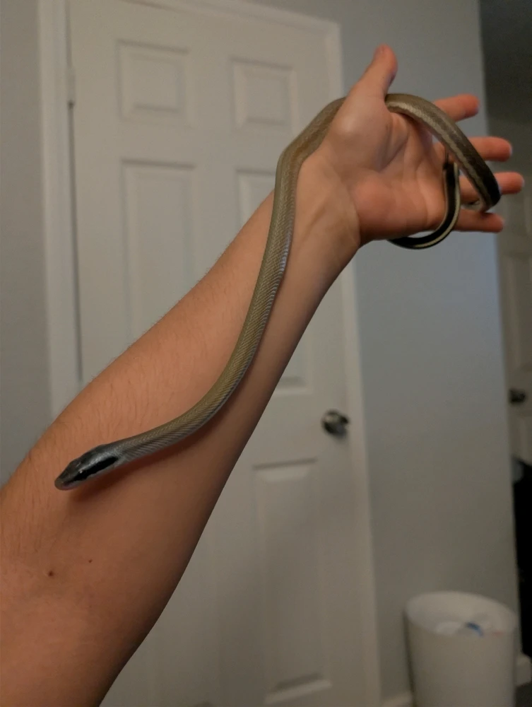 Image uploaded by Jordin