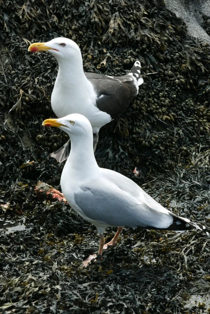 GIF ajouté par Oriane
