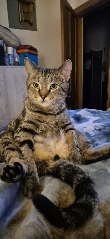 GIF uploaded by Lilith Van'Nightinveil