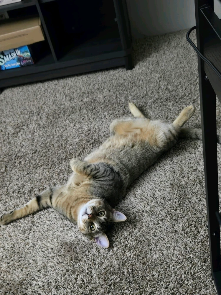 GIF uploaded by Matthew