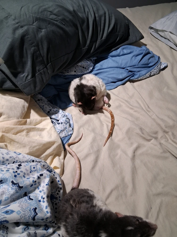 Image uploaded by Eric