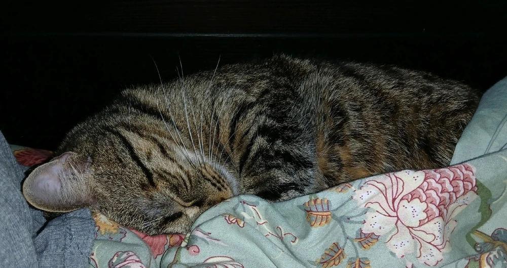 GIF hochgeladen von Marron