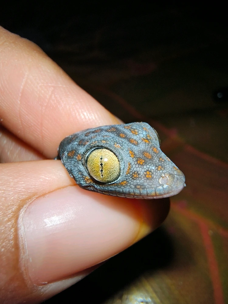 GIF uploaded by shortgirl