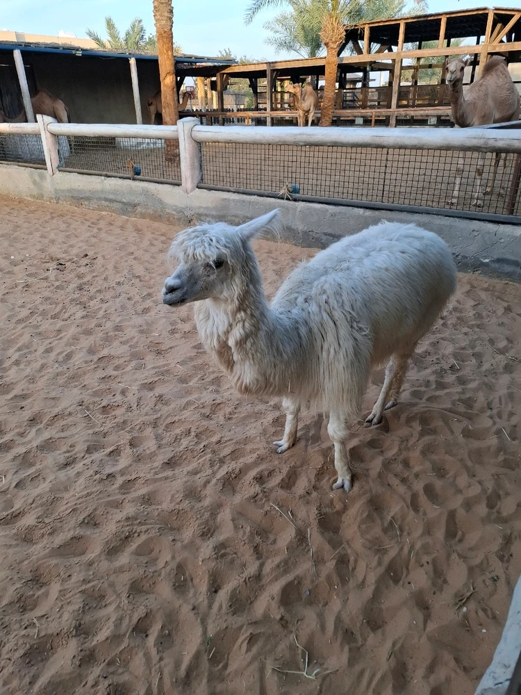 Image uploaded by Nylej