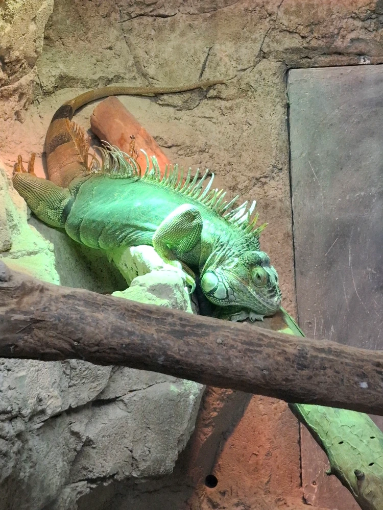 Image uploaded by Nylej