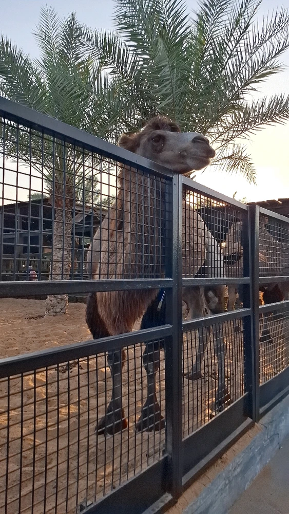 Image uploaded by Nylej