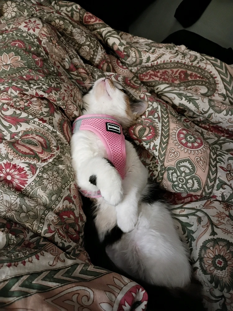 Image uploaded by Gocarramrod