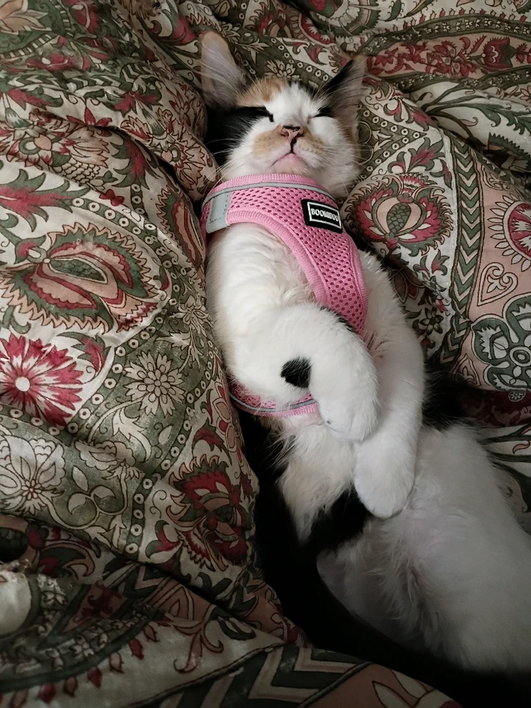 Image uploaded by Gocarramrod