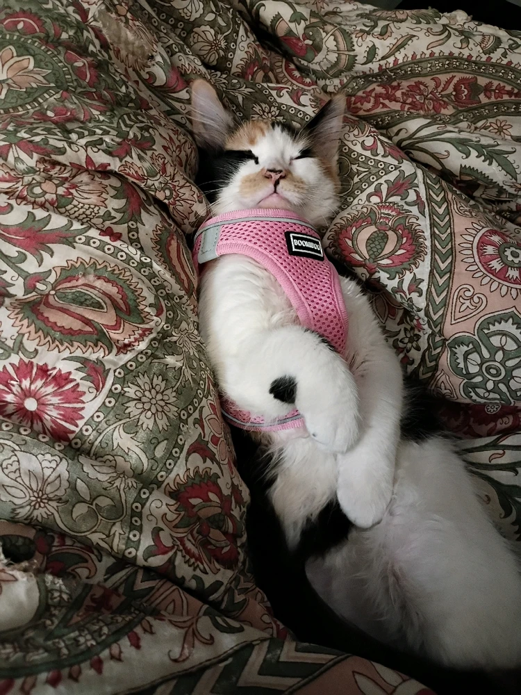 Image uploaded by Gocarramrod